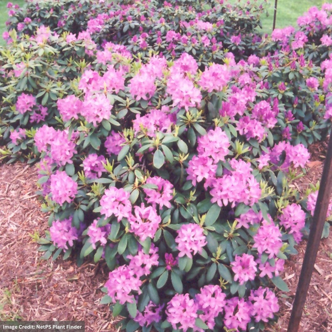 Rhododendron – Roseum Elegans – 30-36″ – B&B